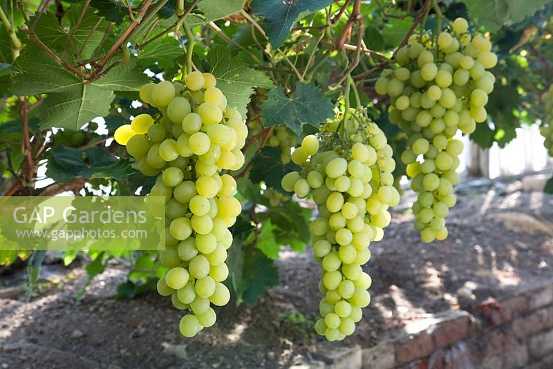 Vitis vinifera - Grape 'Muscat of Alexandria'
