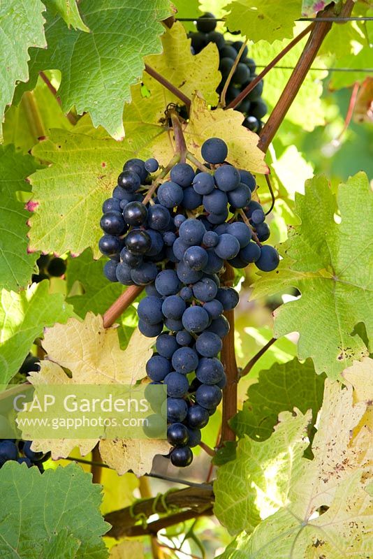 Vitis vinifera - Grape 'Dornfelder'