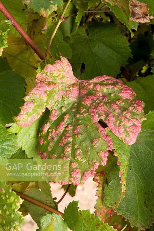 Grape Leaf Blister Mite
