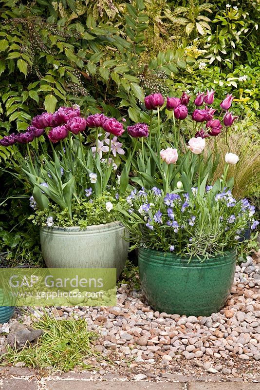 Tulipa 'Angelique', 'Black Hero', 'Claudia' in  glazed terracotta pots with Violas, Lavender, Thyme in pebble garden