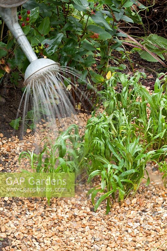 Planting bare root Wallflowers in Autumn, watering in