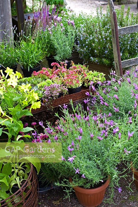 Sempervivum in pots on rustic tray, lavender, lavandula stoechas in pots ,rosemary, Nicotiana, thyme,