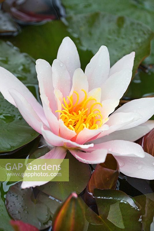 Waterlily in pond