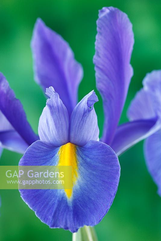 Iris 'Blue Magic' Dutch iris  - April