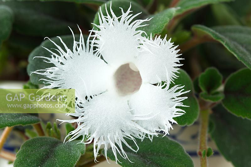 Episcia dianthiflora  Lace flower 