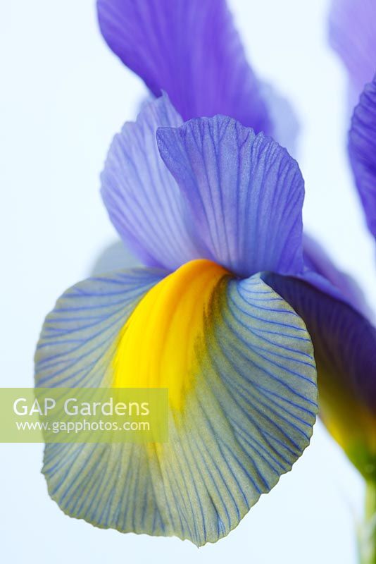 Iris  'Sapphire Beauty'  Dutch iris  