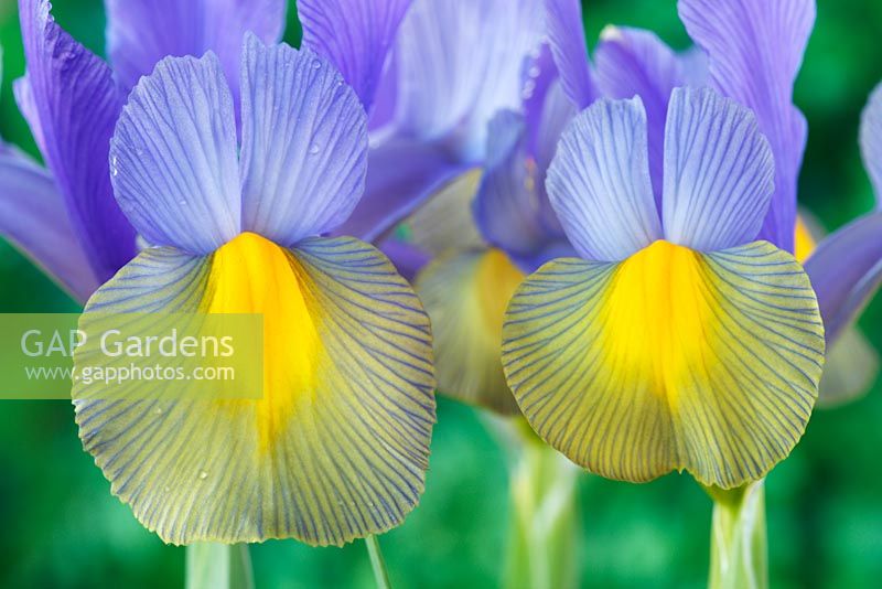 Iris  'Sapphire Beauty' Dutch iris  - May