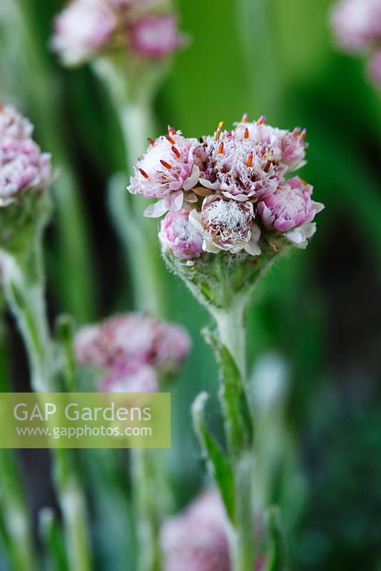 Antennaria dioica  'Nyewoods Variety'  Cat's ears  May