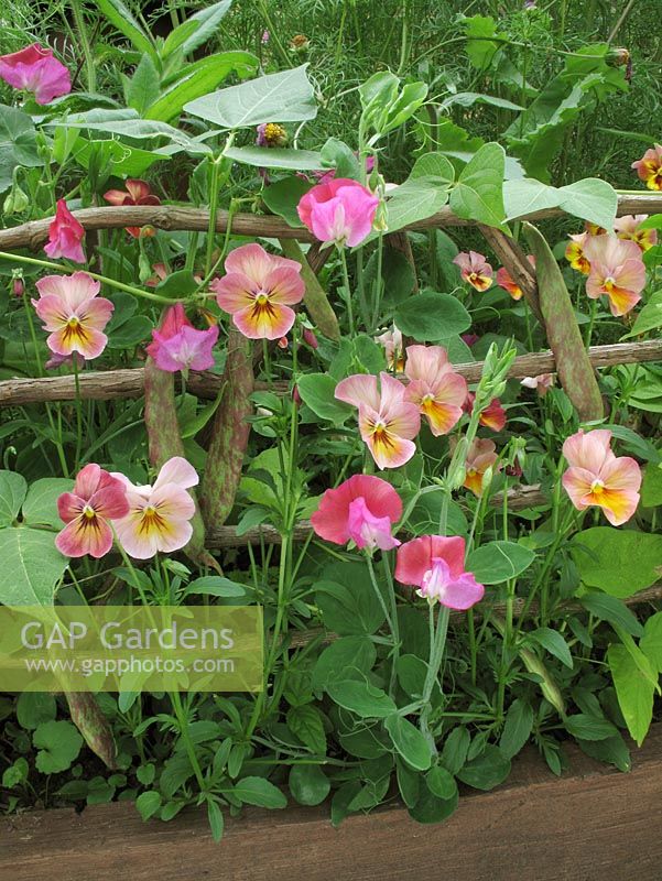 Dwarf sweet peas, Italian firetongue bean 'Borlotto' and pastel coloured pansies growing on and through a small rustic hurdle made from tree prunings                               