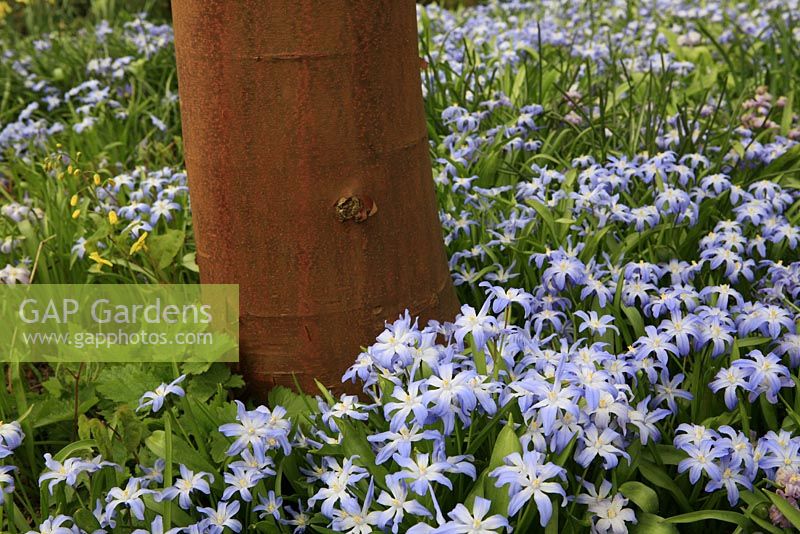 Chionodoxa luciliae  - Glory of the Snow, naturalised around the handsome trunk of Acer griseum
