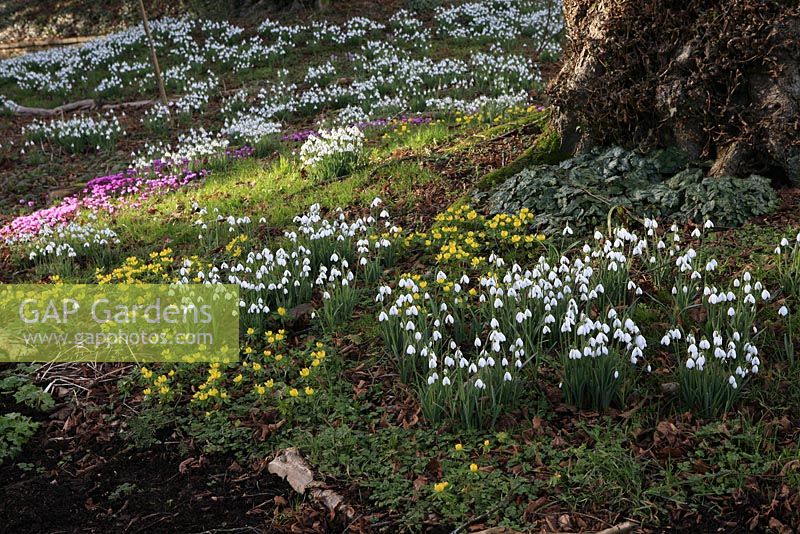 Bold drifts of snowdrops and aconites naturalised under tree 