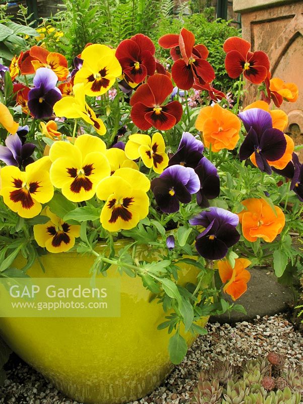 Mixed pansies, Viola x wittrockiana growing in a yellow glazed container 
                                  