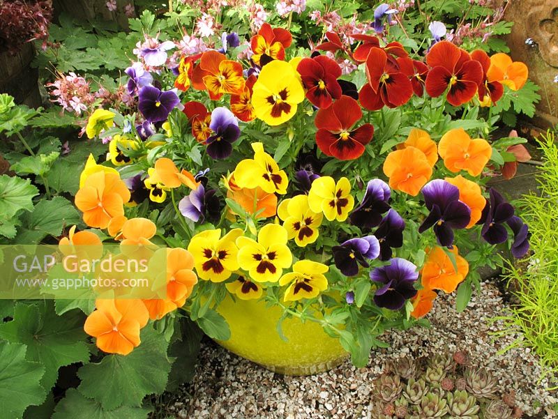 Mixed pansies, Viola x wittrockiana growing in a yellow glazed pot                                       