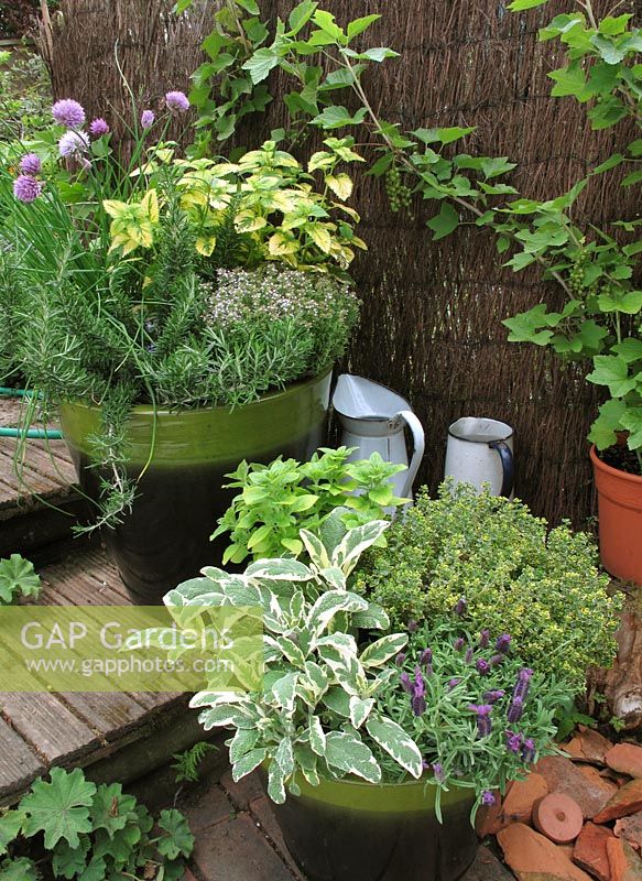 Mixed culinary herbs growing in two matching green glazed pots stood on wooden steps. 
