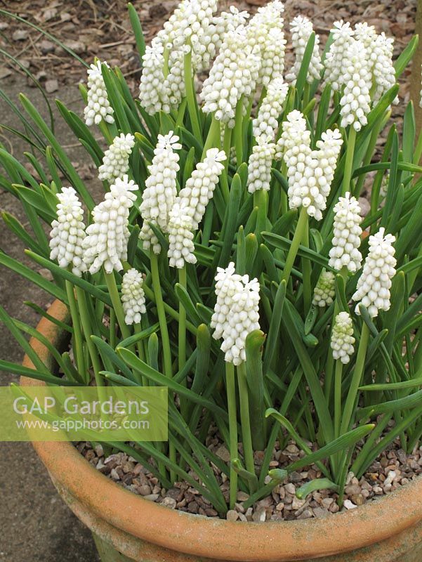 Muscari botryoides 'Album' - White grape hyacinths growing in a terracotta pan dressed with chippings. 