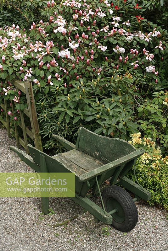 Old wooden wheelbarrow on a gravel path with rhododendrons behind