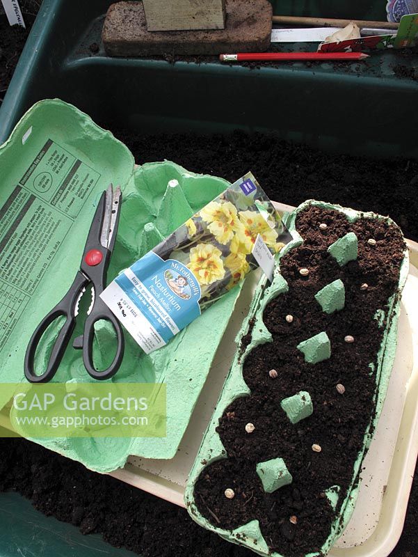 Spacing out nasturtium seed in a recycled eggbox before pushing them in to bury them. When ready to plant out, the box is broken up into modules so there is little root disturbance                              