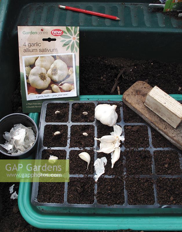 Breaking up garlic bulbs into individual cloves and planting them in a cell tray 