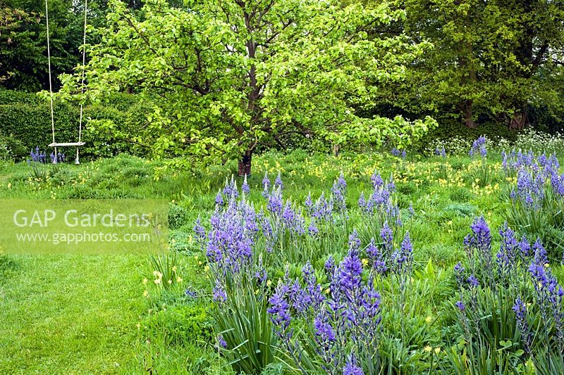 Spring meadow with Camassia leitchinii