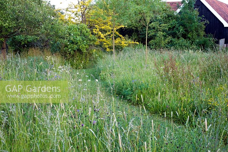 Late summer wildflower meadow, Including, Geranium pratense, Lotus corniculatus, Centurea nigra and wild grasses