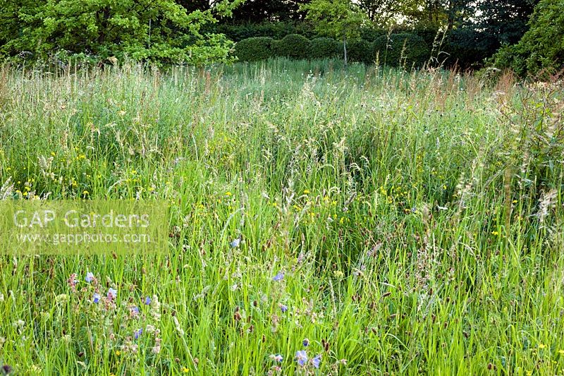 Late summer wildflower meadow, plants including, Geranium pratense, Lotus corniculatus, Centurea nigra and wild grasses