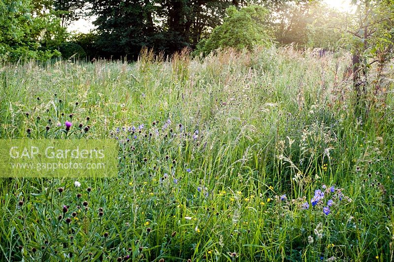 Late summer wildflower meadow, plants include, Geranium pratense, Lotus corniculatus, Centurea nigra and wild grasses