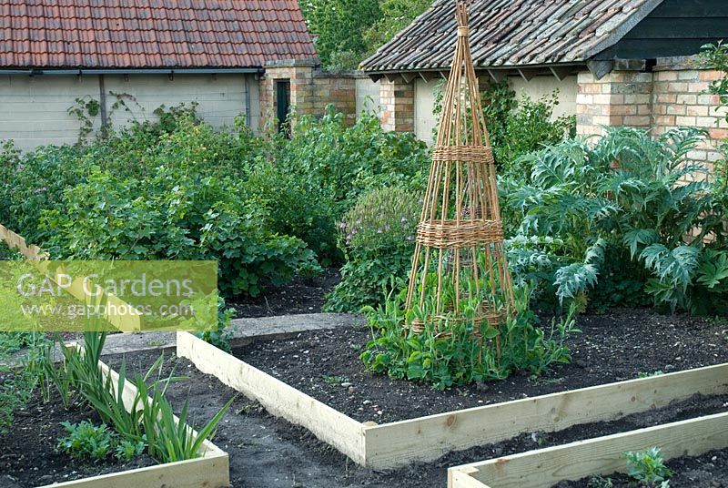 Lathyrus - Sweet Peas planted at the base of a willow wigwam in organic vegetable garden with wooden boards separating beds. Ribes - Currant bushes and Cynara cardunculus - Cardoon. Gowan Cottage, Suffolk, late May