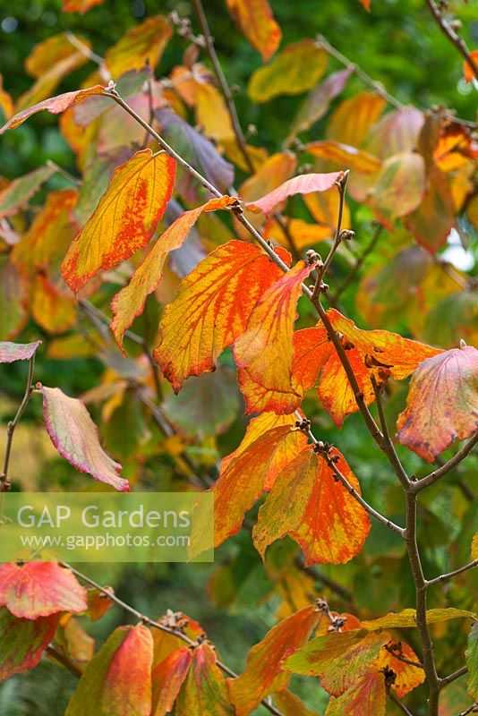 Hamamelis x intermedia 'Georges' foliage in autumn