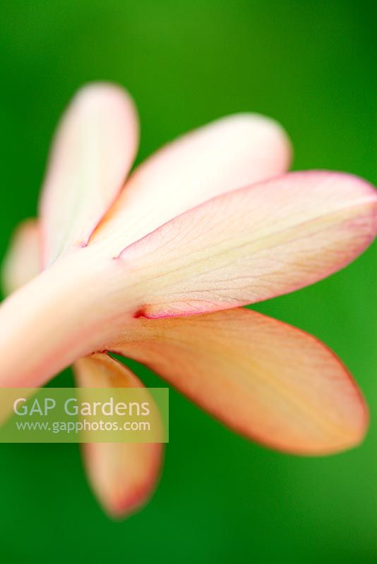 Table Mountain Watsonia - Watsonia tabularis - Iris Family