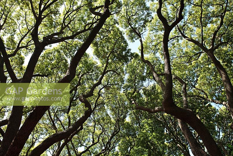Cinnamomum camphora - Camphor trees
