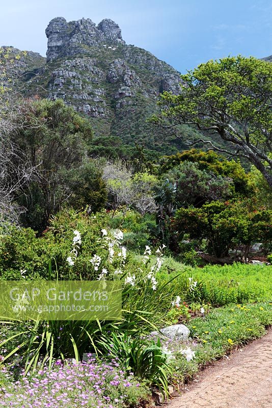 South African National Botanical Garden, Kirstenbosch, South Africa - Watsonia borbonica ardernii - White Watsonia, Iris family, in foreground.
