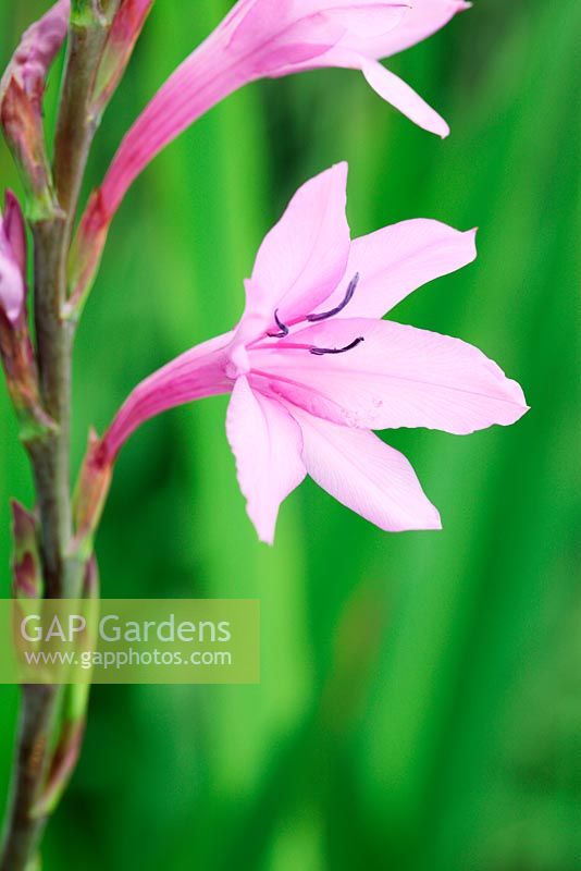 Watsonia borbonica - Purple Watsona (Iris Family)