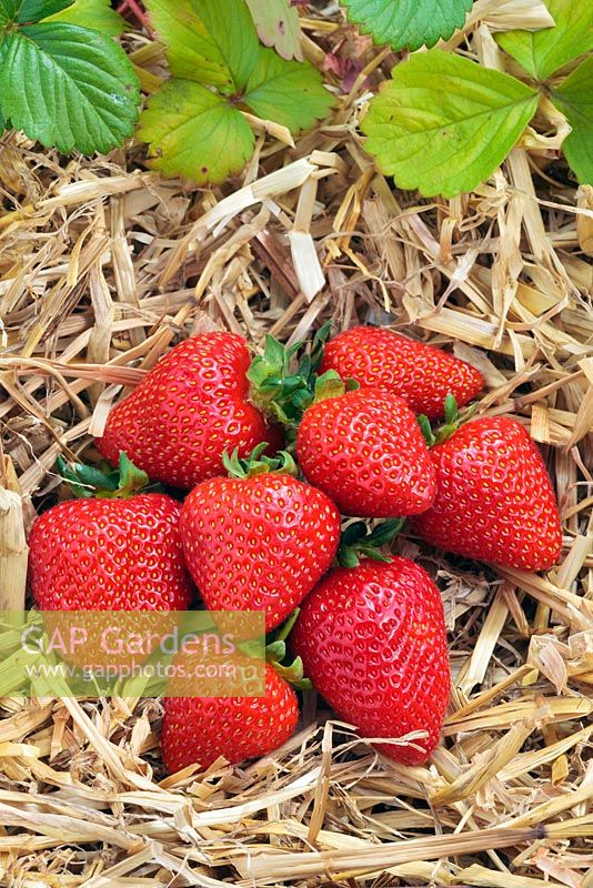 Fragaria x ananassa - Strawberry  'Driscoll Amesti'