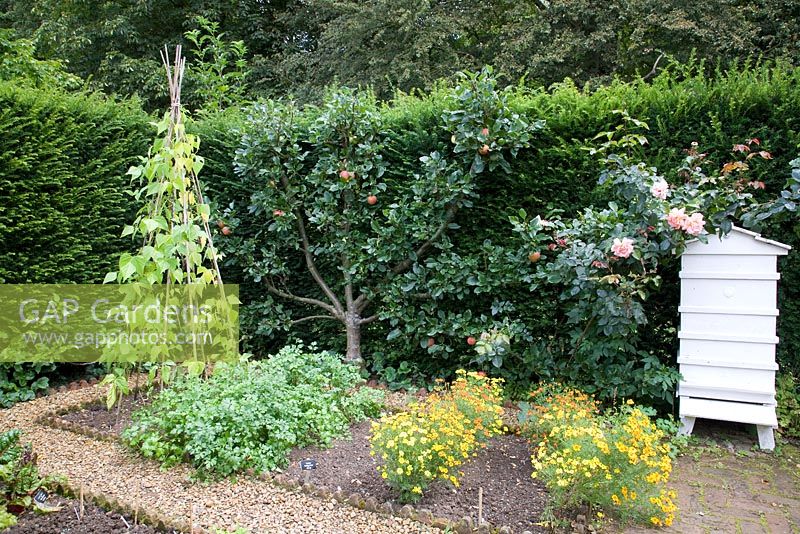 Fan trained Apple Tree, Gentleman's Cottage Garden, Barnsdale Gardens