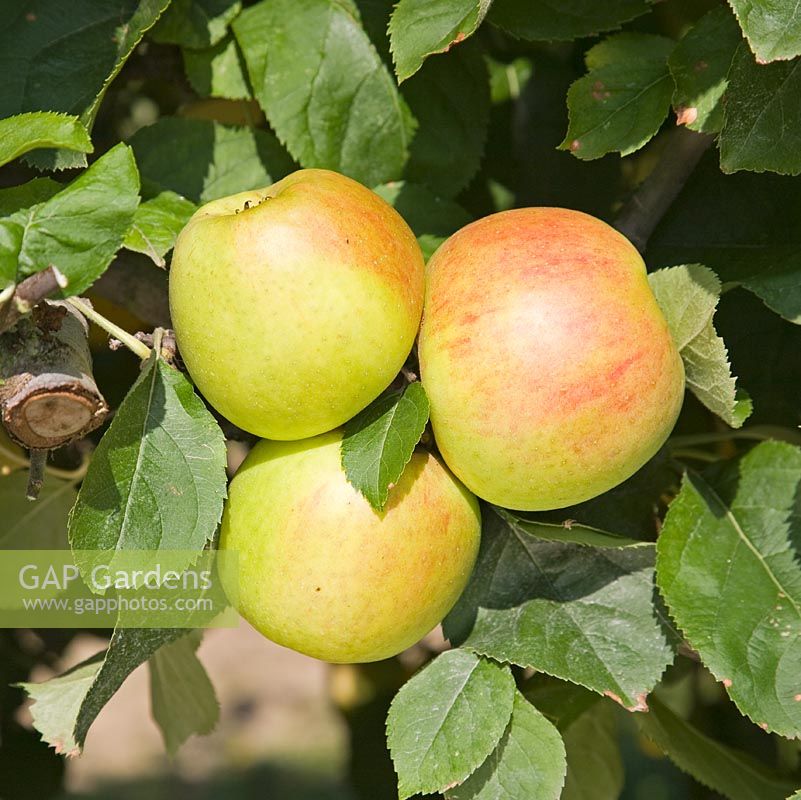 Malus domestica - Apple 'Blenheim Orange'