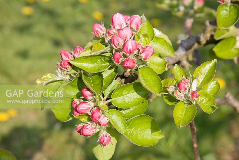 Malus domestica 'Bramley's Seedling' - Apple Blossom (pink bud stage)