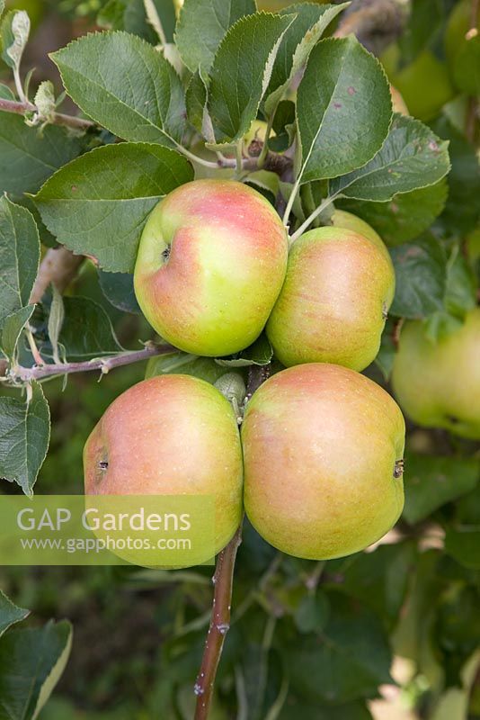 Malus domestica -  Apple 'Bramley's Seedling' 