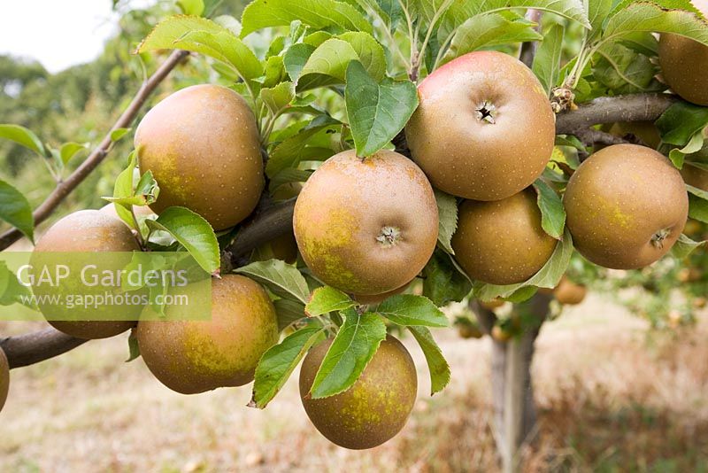 Malus domestica - Apple 'Egremont Russet'