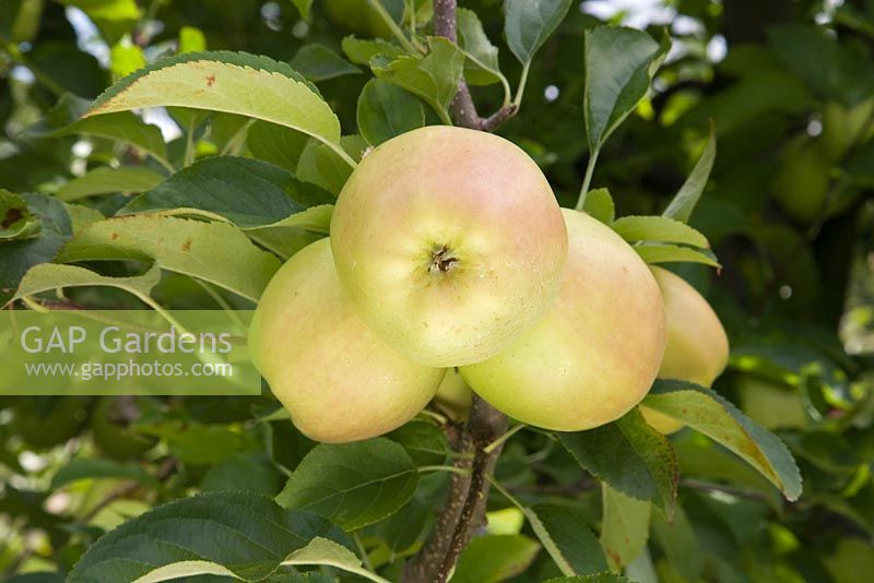 Malus domestica - Apple 'Golden Delicious'