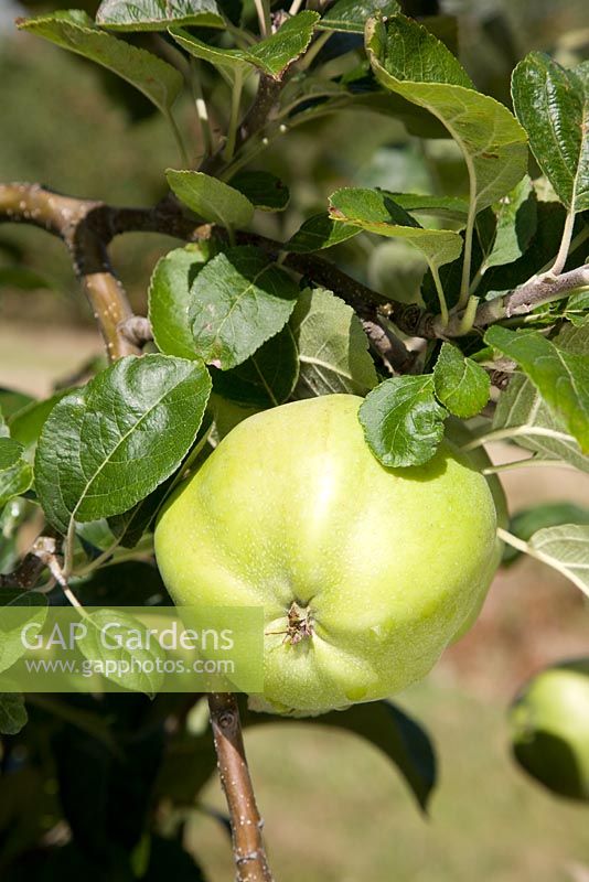 Malus domestica - Apple 'Grenadier'