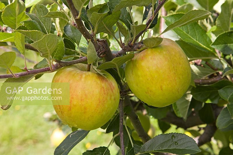 Malus domestica - Apple  'James Grieve'