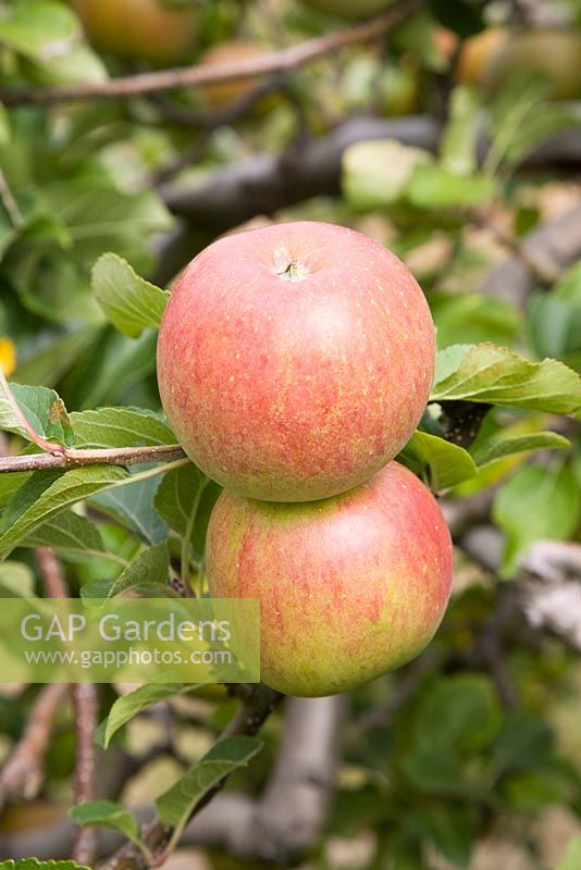 Malus domestica - Apple 'Lord Lambourne'