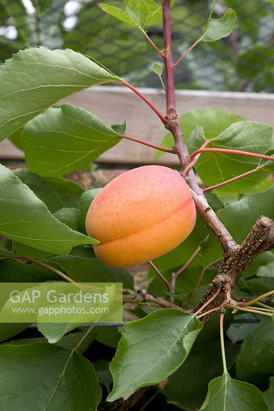 Prunus armeniaca - Apricot  'Flavorcot' (syn. 'Bayoto')