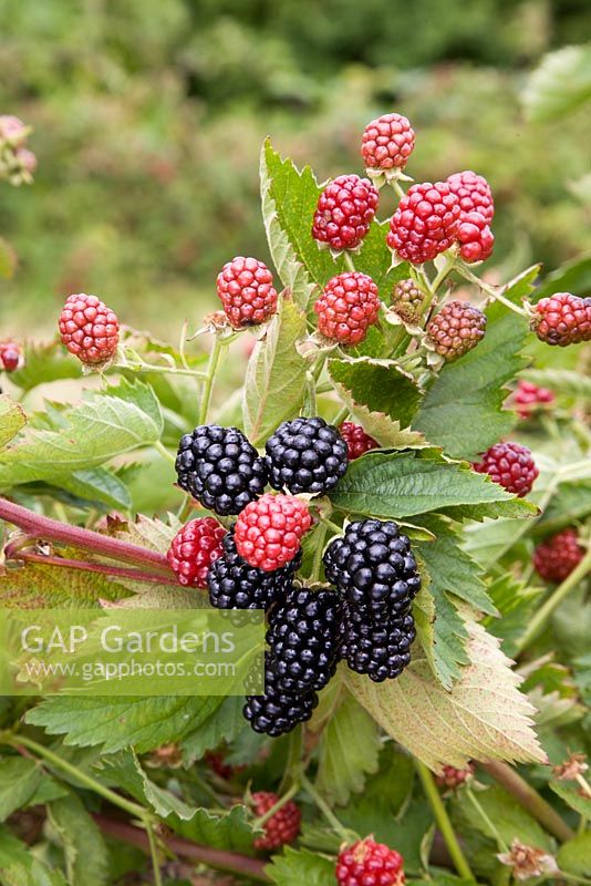 Rubus fruticosus - Blackberry 'Loch Tay'
