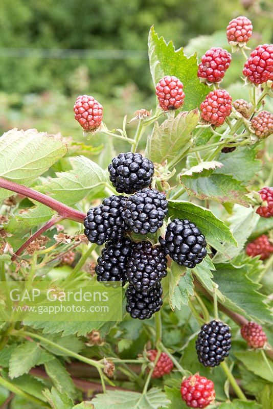 Rubus fruticosus - Blackberry 'Loch Tay'
