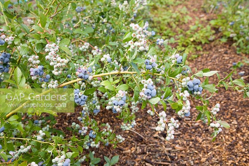 Vaccinium corymbosum - Blueberry 'Bluecrop'