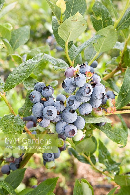 Vaccinium corymbosum - Blueberry 'Duke'