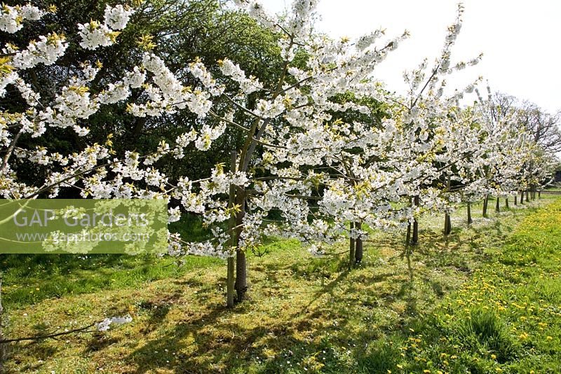 Prunus avium - Sweet Cherry Trees in Blossom