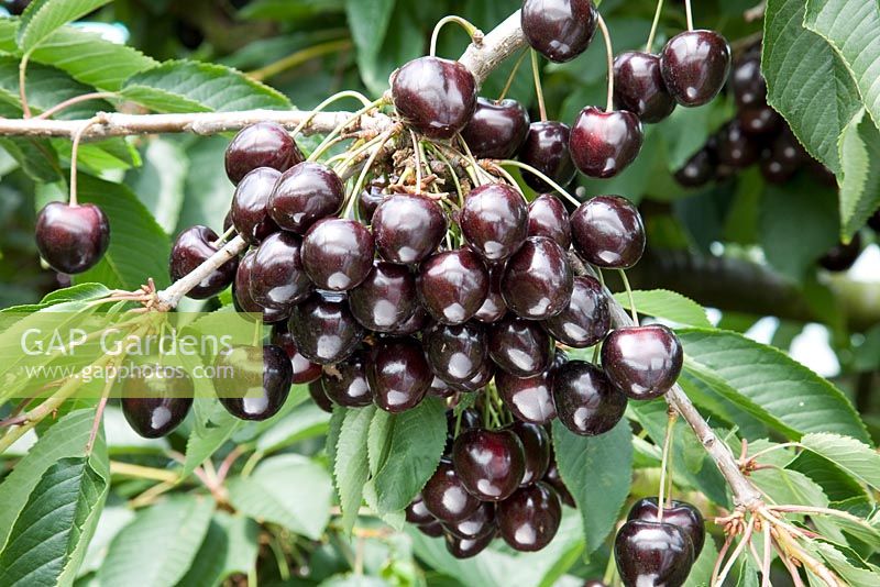 Prunus avium - Sweet Cherry 'Kordia'