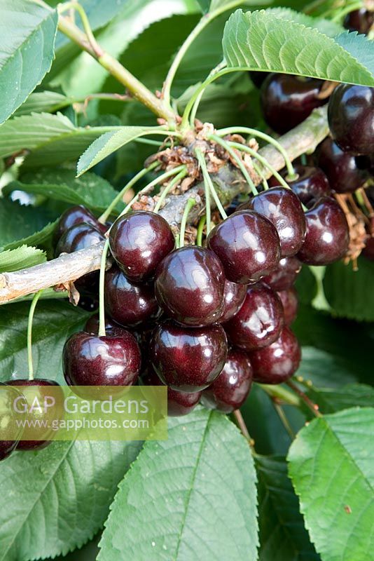Prunus avium - Sweet Cherry 'Kordia'
